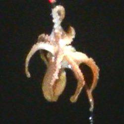 石津浜ではアオリイカ、湾内ではタコ多数とコウイカが釣れました